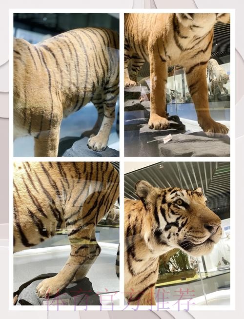 四川猫见证华南虎收获联赛千胜